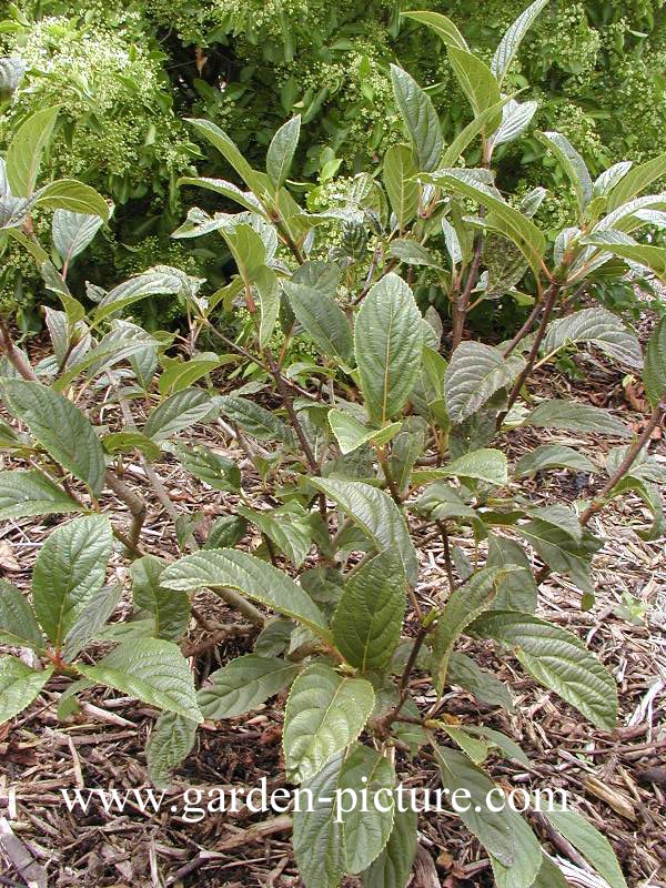 Viburnum grandiflorum 'Bodnant'