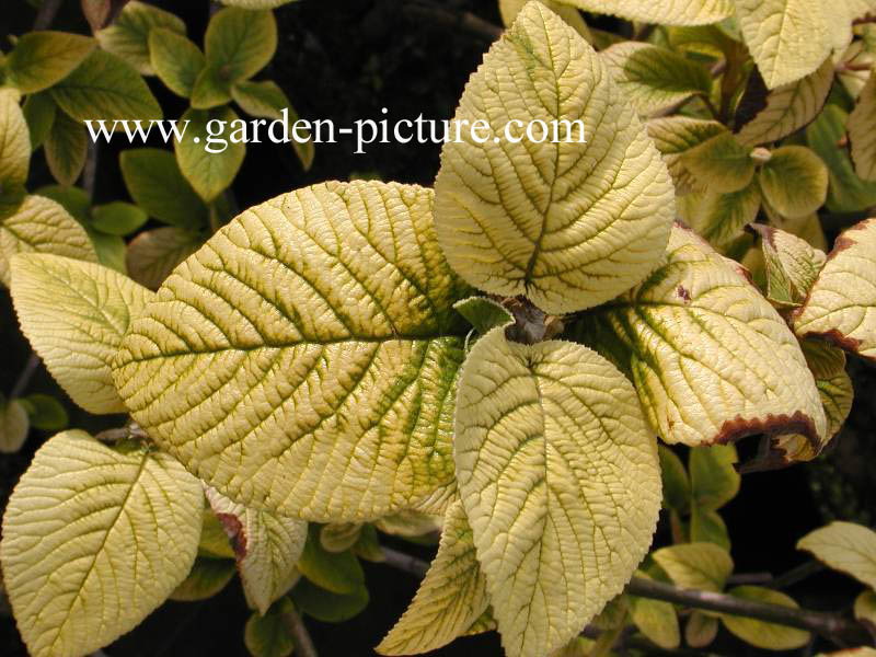 Viburnum lantana 'Aureum'