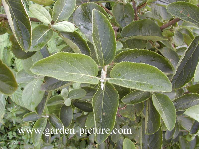 Viburnum macrocephalum