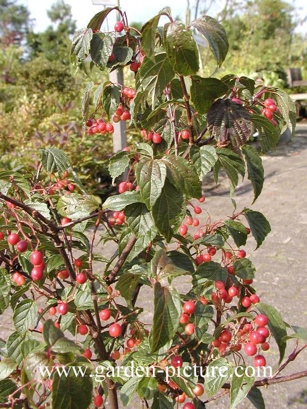 Viburnum opulus 'Apricot'