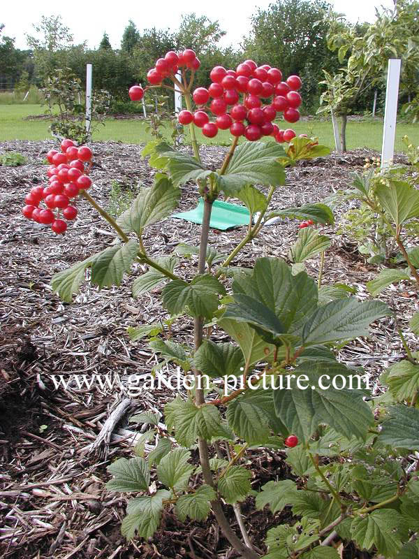 Viburnum opulus 'Notcutt's Variety'