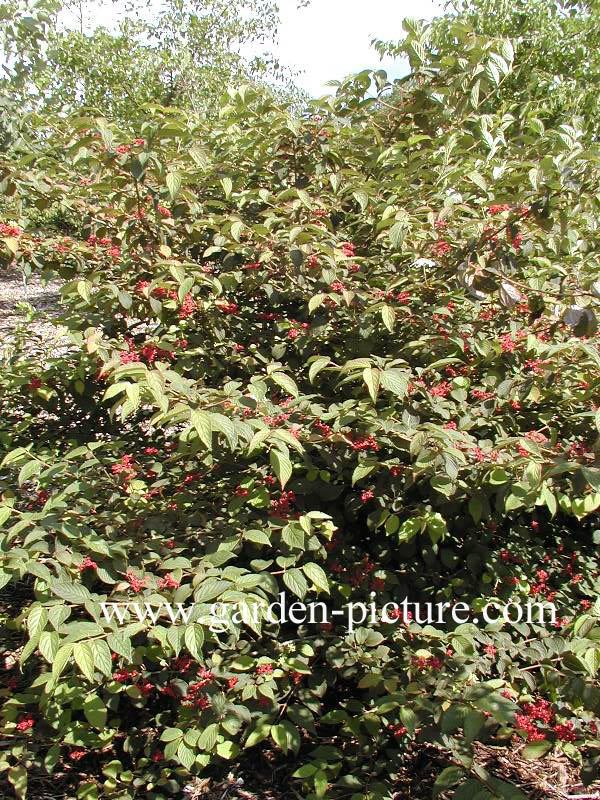 Viburnum plicatum 'Dart's Red Robin'