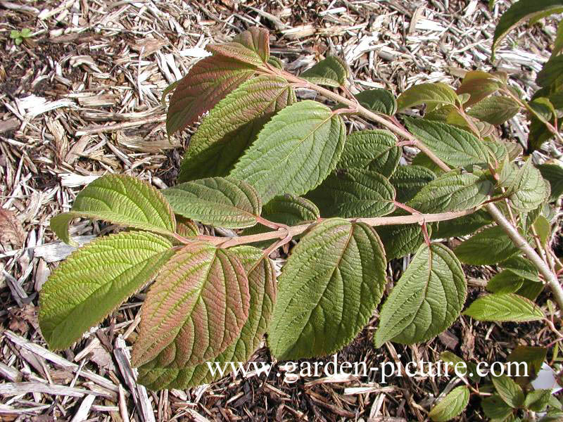 Viburnum plicatum 'Lanarth'