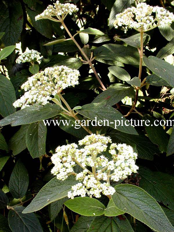 Viburnum rhytidophylloides 'Willowwood'