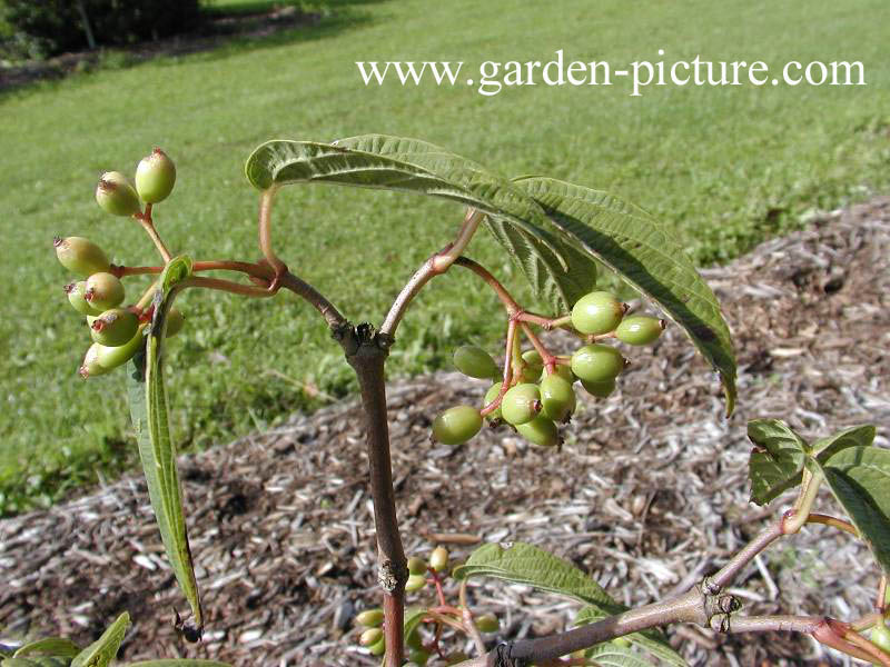 Viburnum setigerum