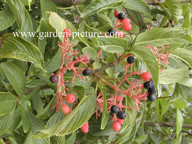 Viburnum sieboldii 'Seneca'