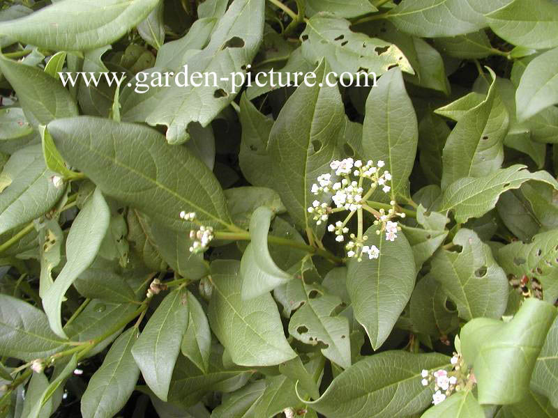 Viburnum globosum 'Jermyn's Globe'