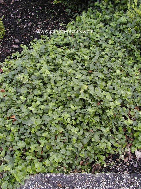 Vinca minor 'Grüner Teppich'