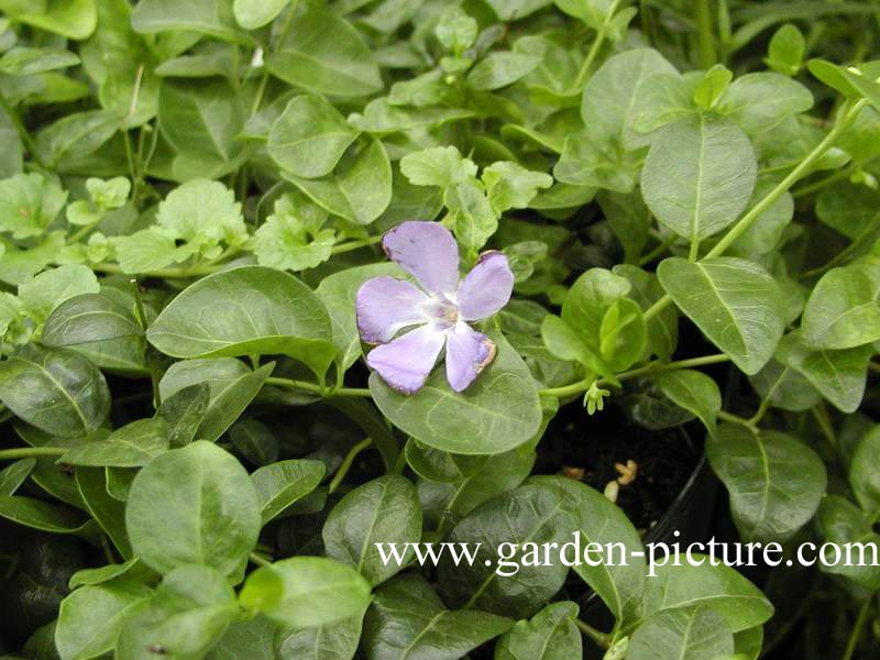 Vinca minor 'La Grave'