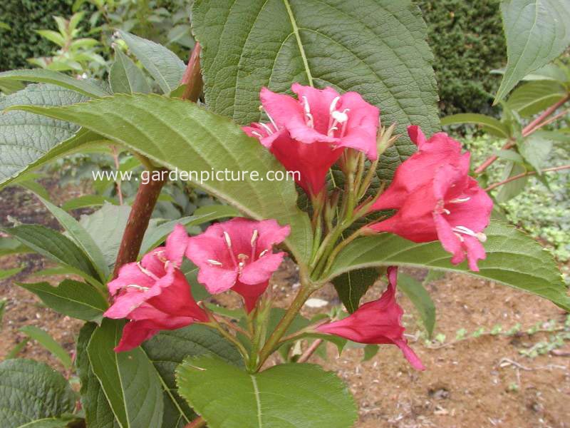 Weigela 'Eva Supreme'