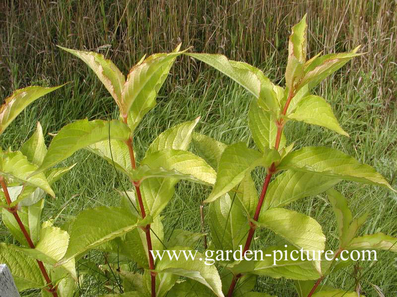 Weigela 'Looymansii Aurea'