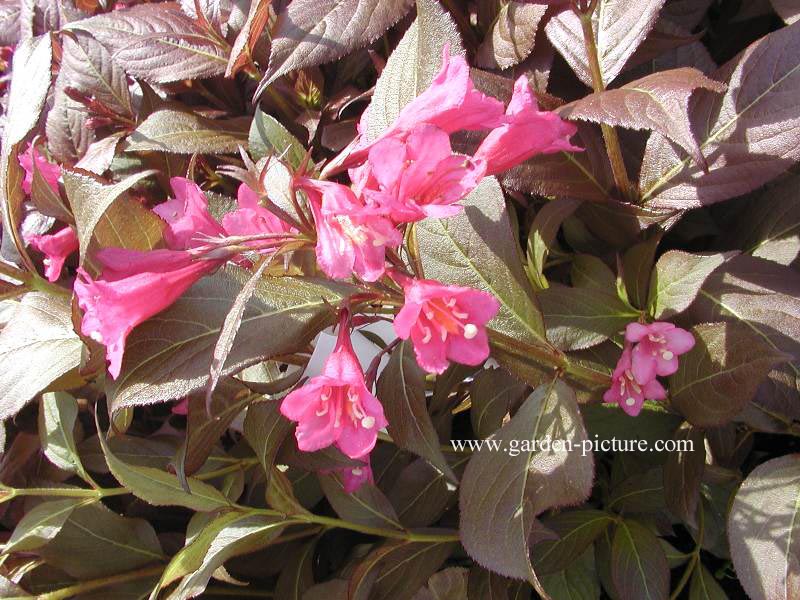 Weigela 'Verweig 3' (MINOR BLACK)