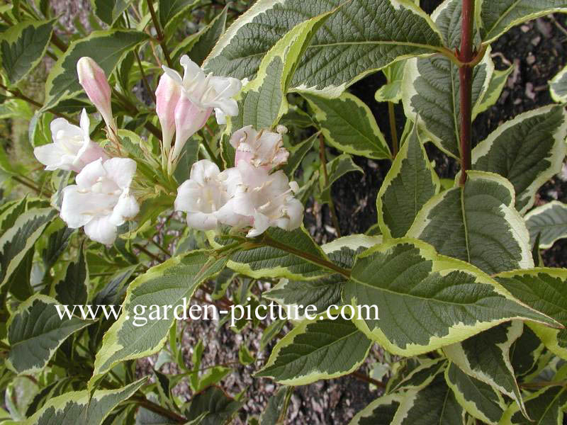 Weigela 'Nana Variegata'