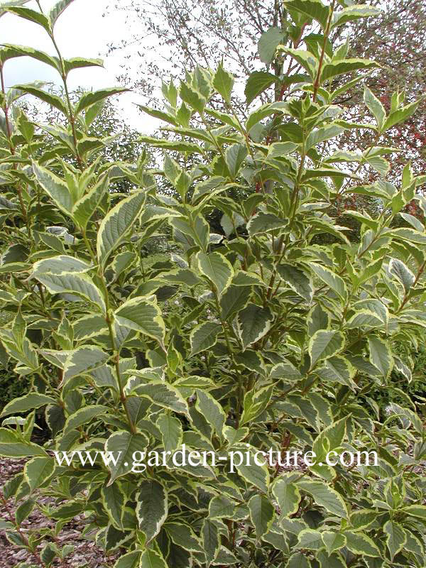 Weigela 'Nana Variegata'