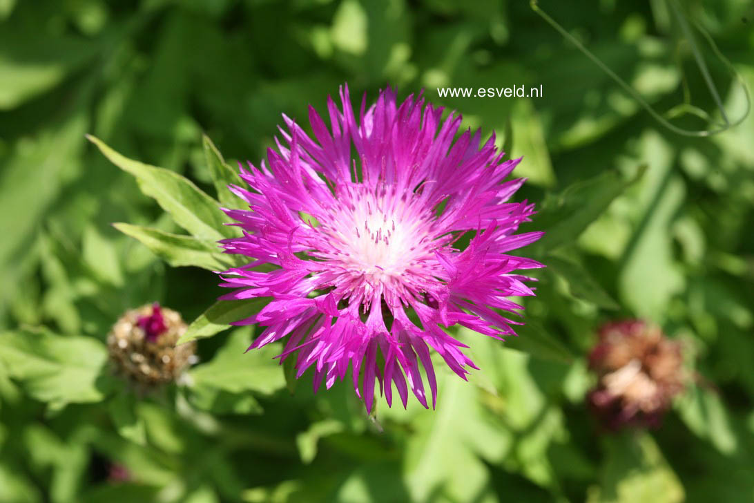 Centaurea dealbata 'Steenbergii'