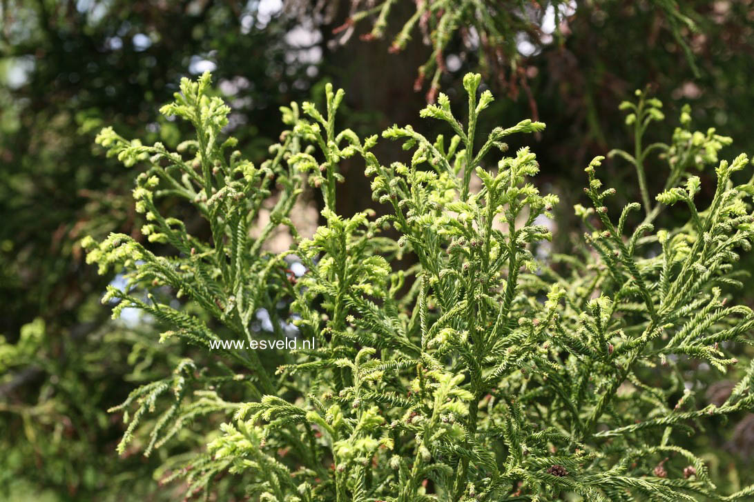 Cryptomeria japonica 'Rasen'