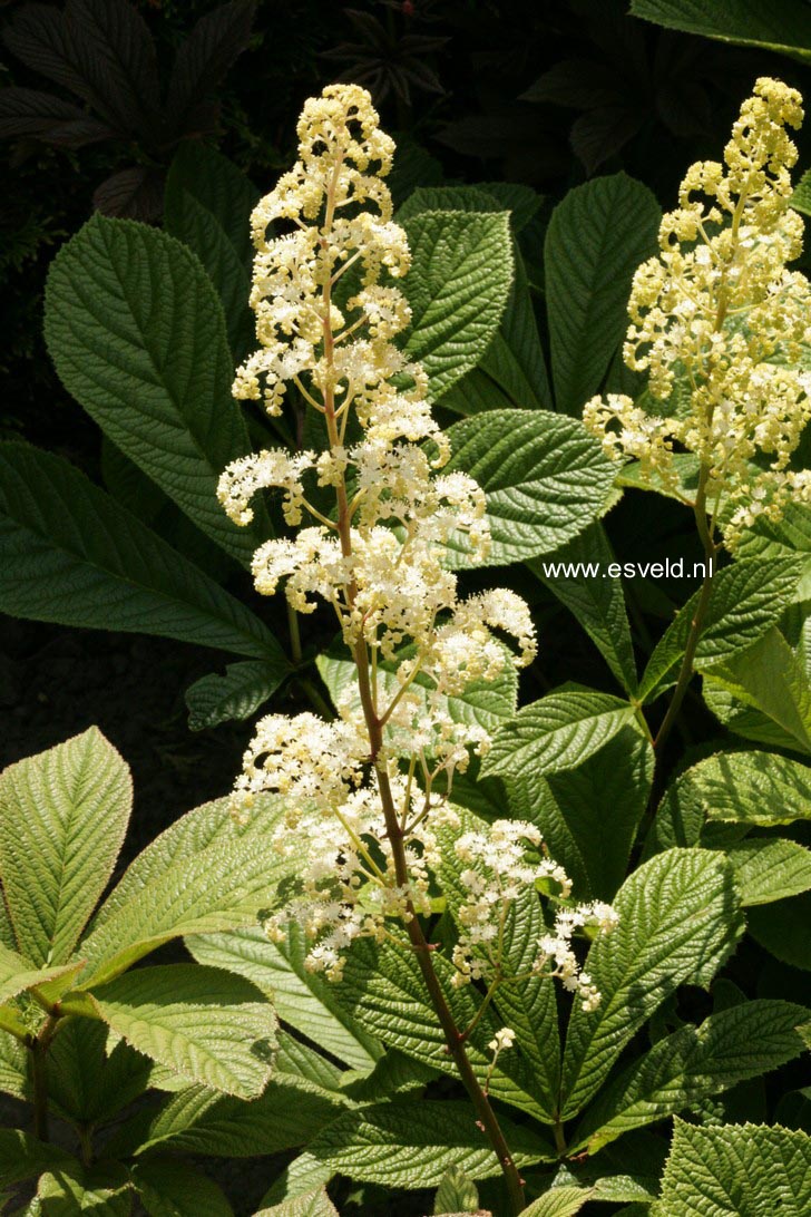 Rodgersia pinnata