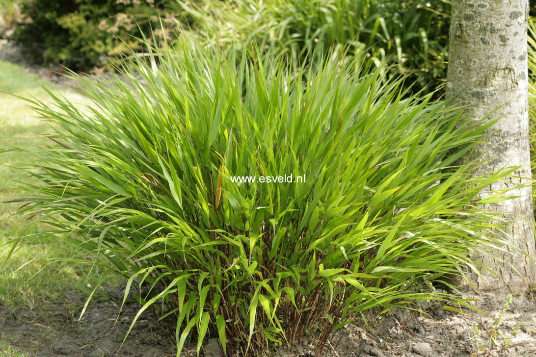 Hakonechloa macra