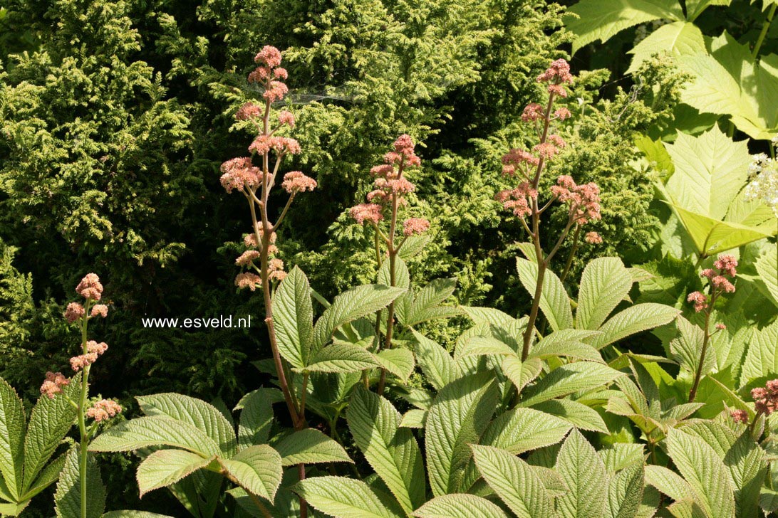 Rodgersia pinnata 'Maurice Mason'