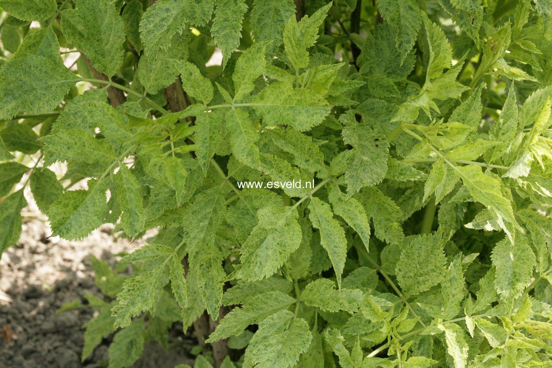 Sambucus nigra 'Pulverulenta'