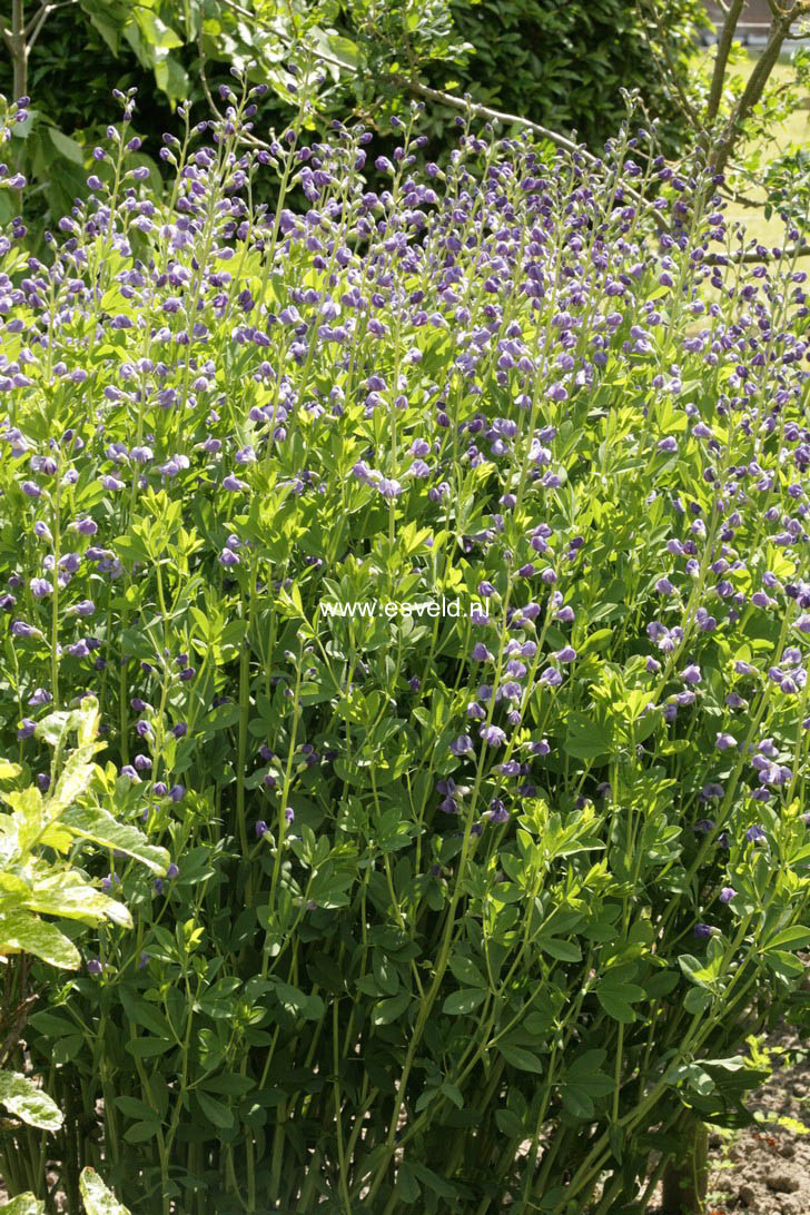 Baptisia australis