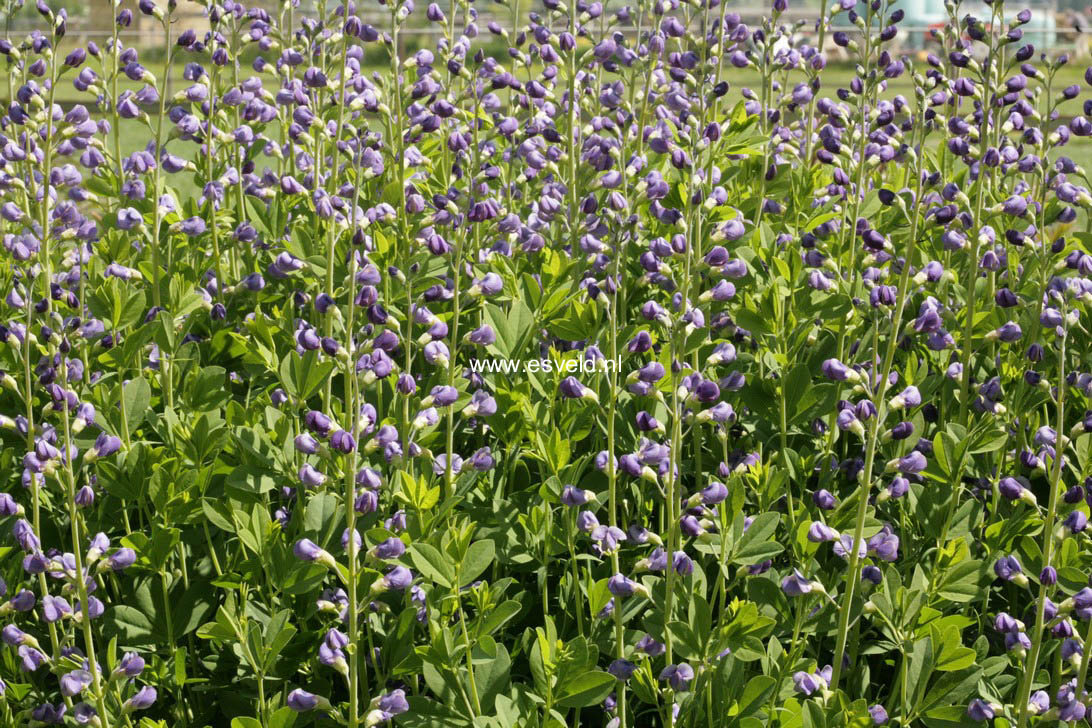 Baptisia australis