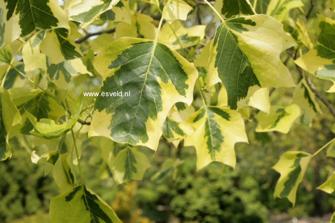 Liriodendron tulipifera 'Aureomarginatum'