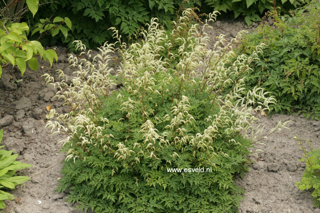Plantentuin Esveld