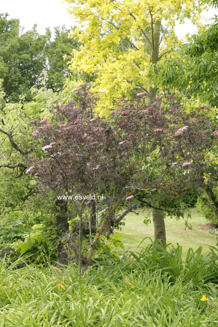 Sambucus nigra 'Eva' (BLACK LACE)