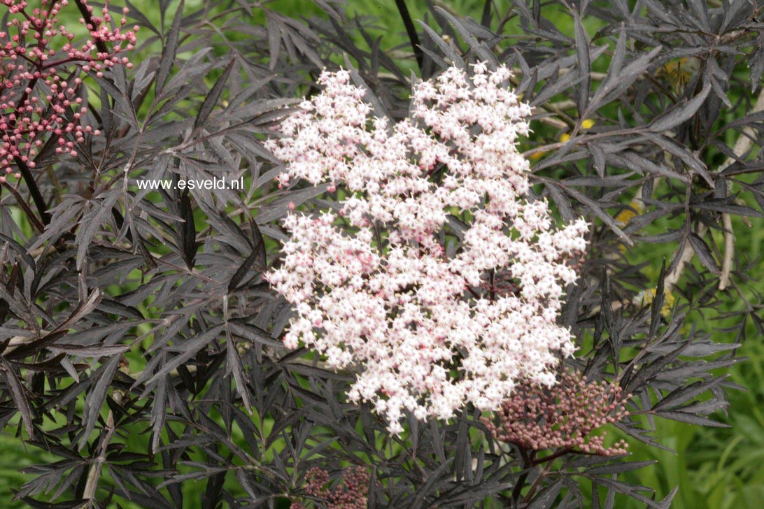 Sambucus nigra 'Eva' (BLACK LACE)