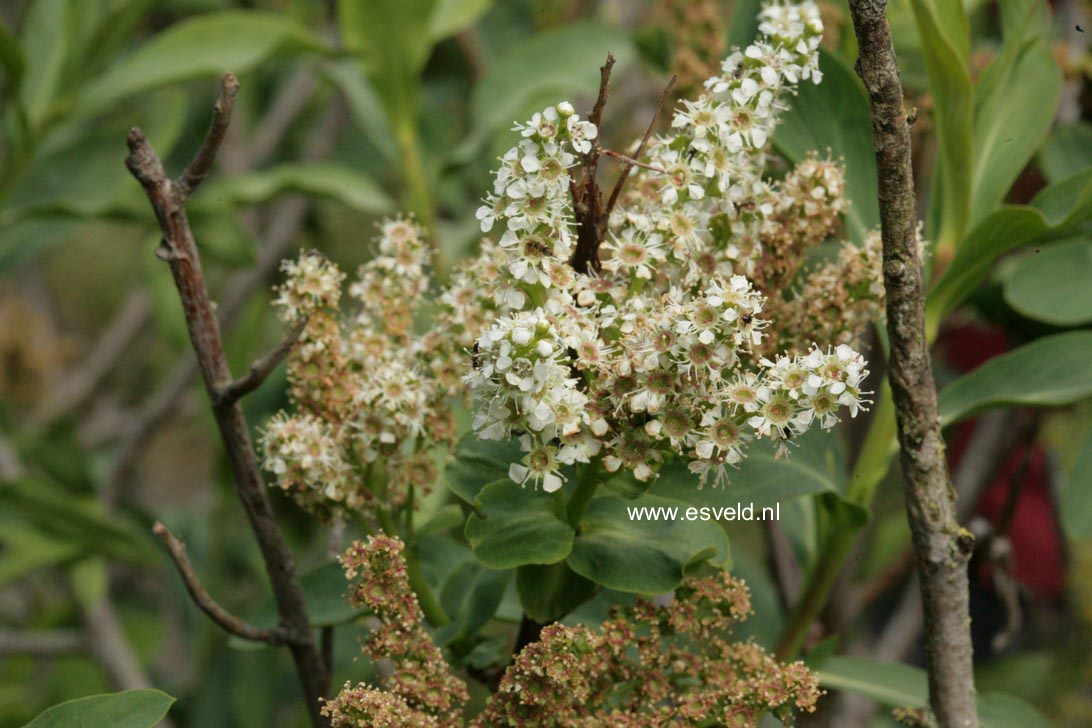 Sibiraea laevigata