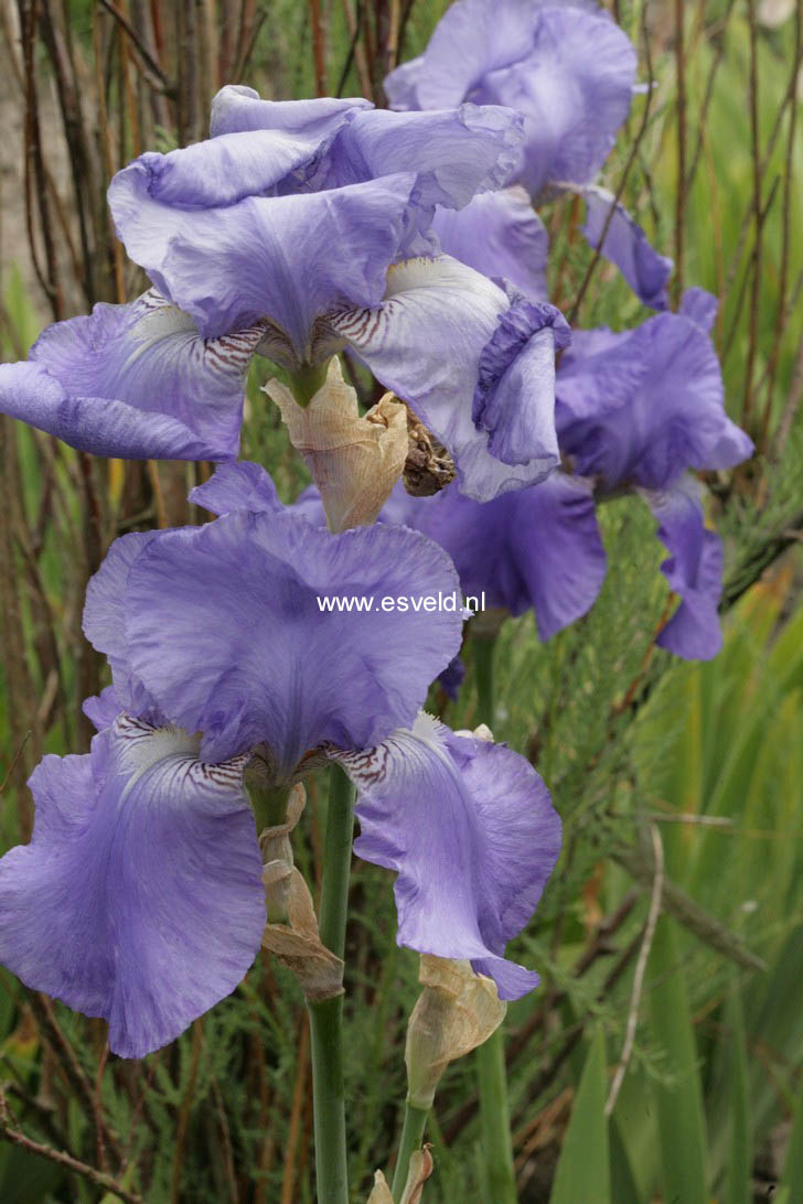 Iris germanica
