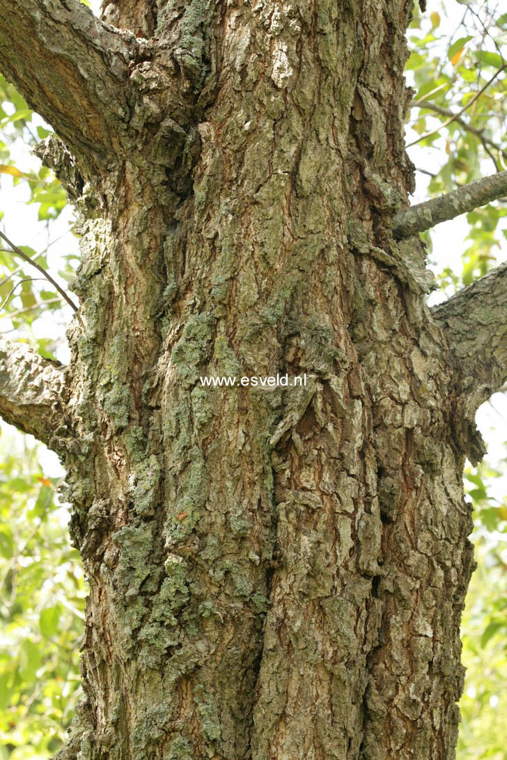 Alnus rubra