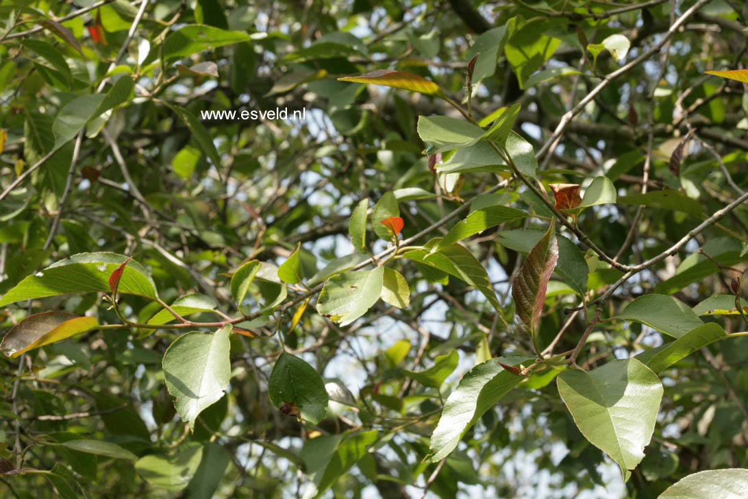 Alnus rubra