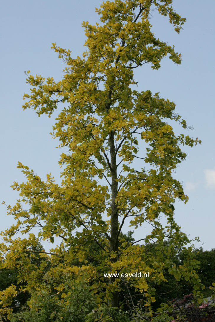 Liriodendron tulipifera 'Aureomarginatum'