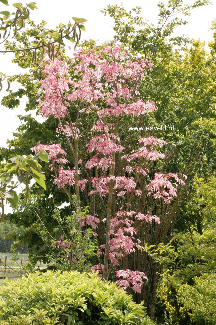 Toona sinensis 'Flamingo'