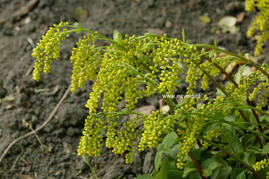 Chiastophyllum oppositifolium