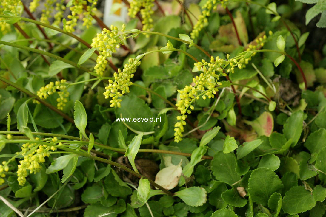 Chiastophyllum oppositifolium