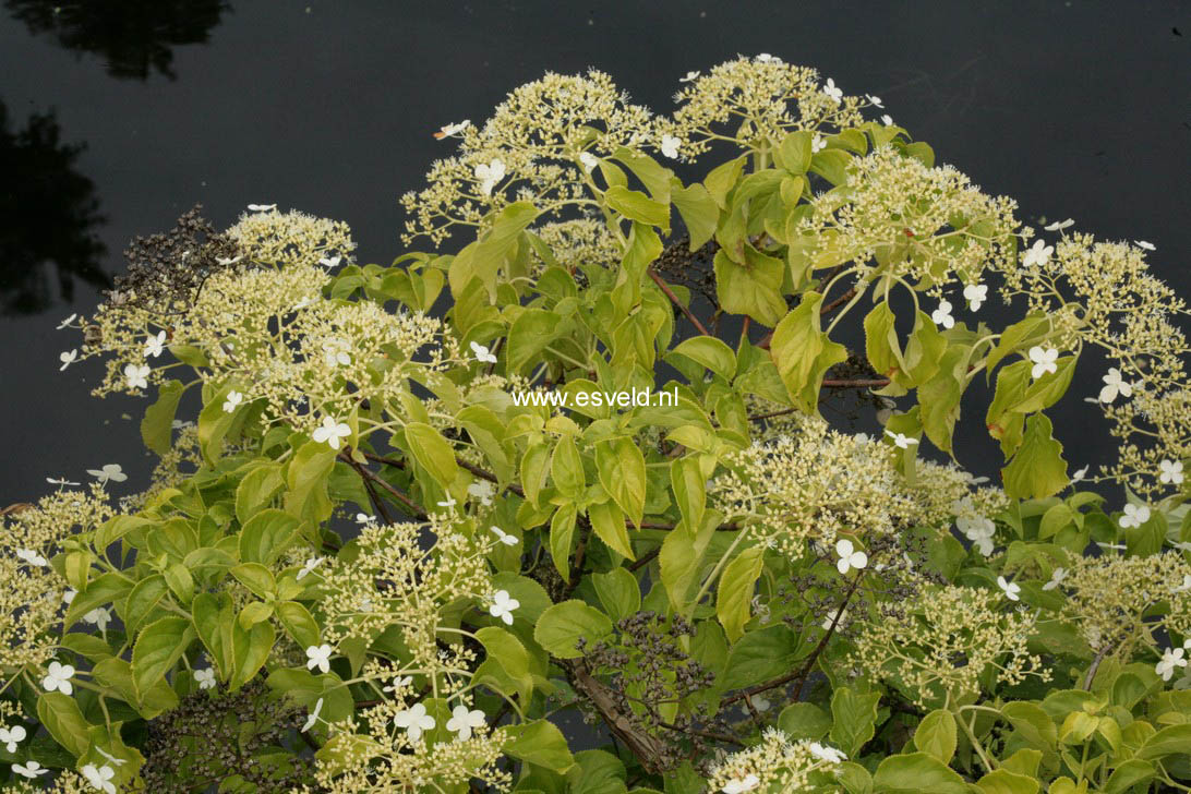 Hydrangea anomala 'Tiliifolia'