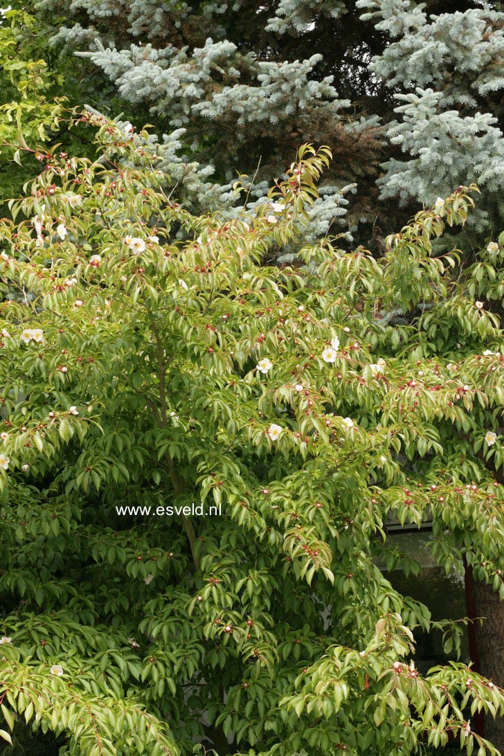 Stewartia rostrata