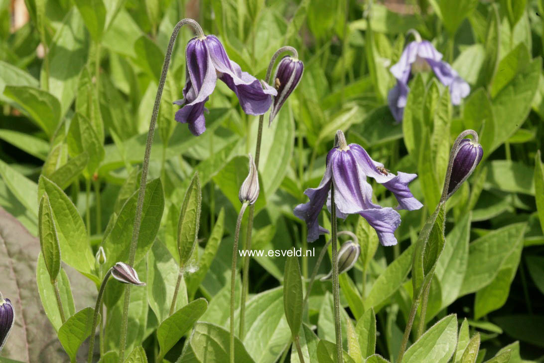 Clematis integrifolia