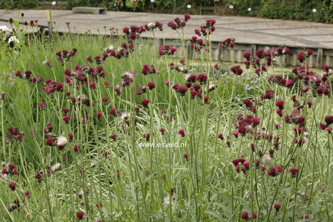 Cirsium rivulare 'Atropurpureum'