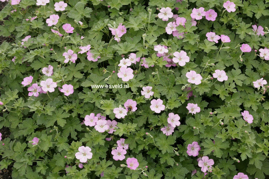 Geranium riversleaianum 'Mavis Simpson'