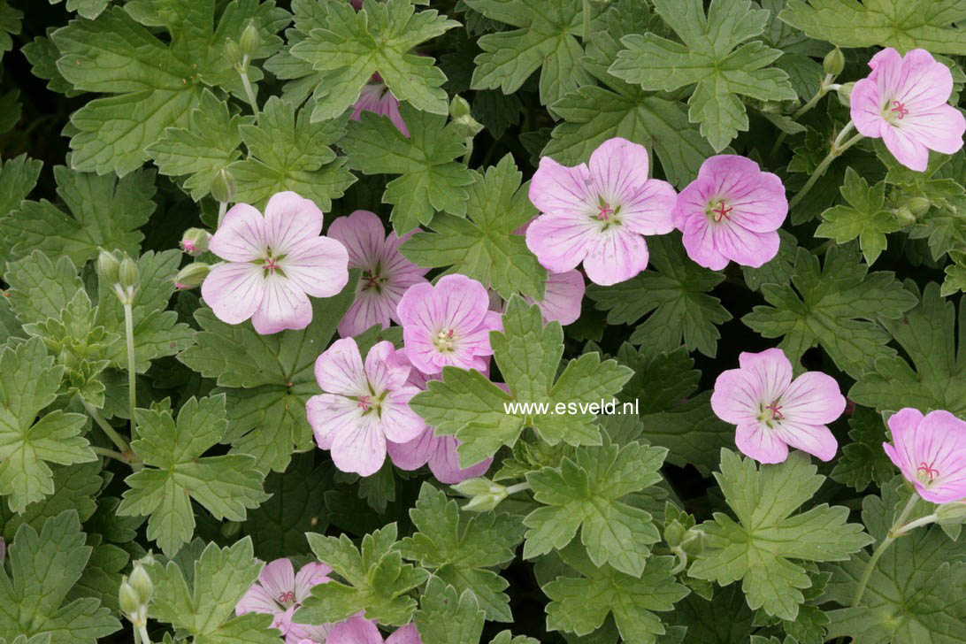 Geranium riversleaianum 'Mavis Simpson'