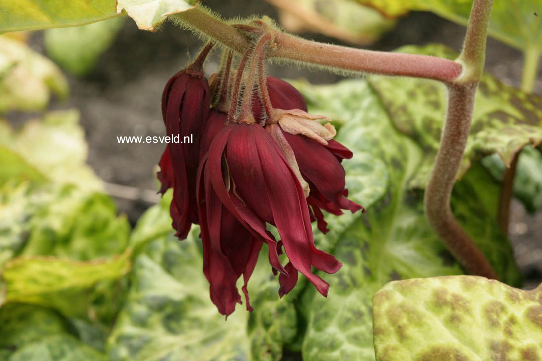 Podophyllum 'Spotty Dotty'