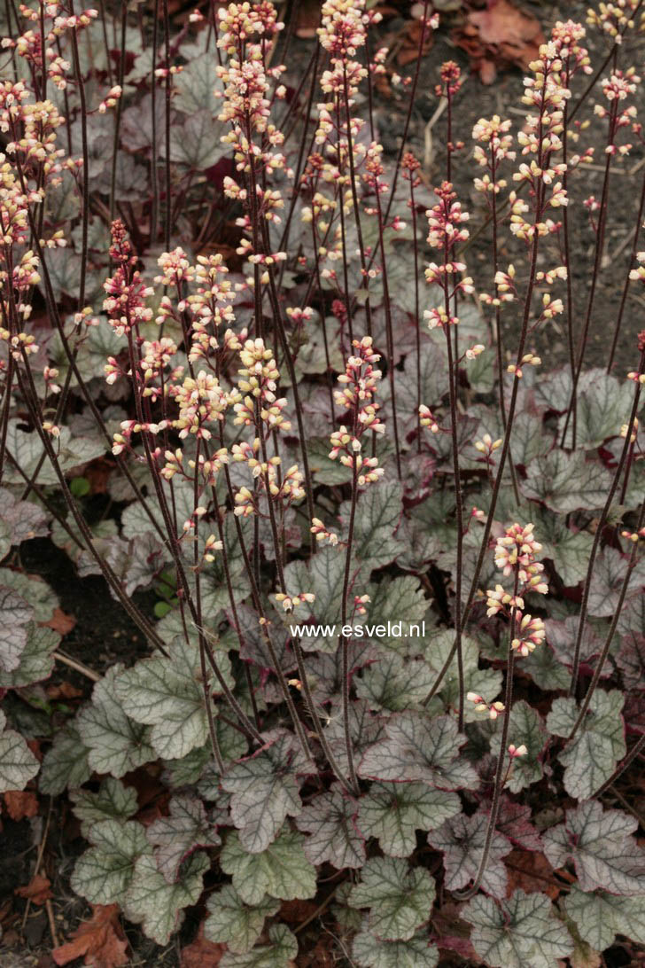 Heuchera 'Silver Scrolls'