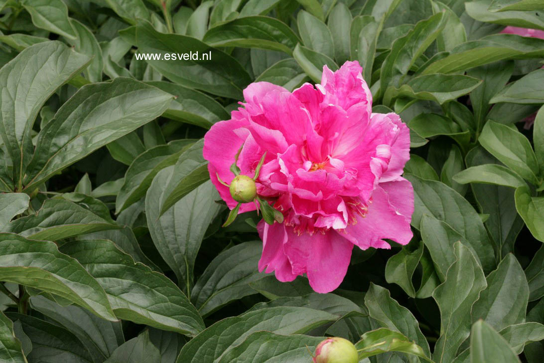 Paeonia 'Alexander Fleming'