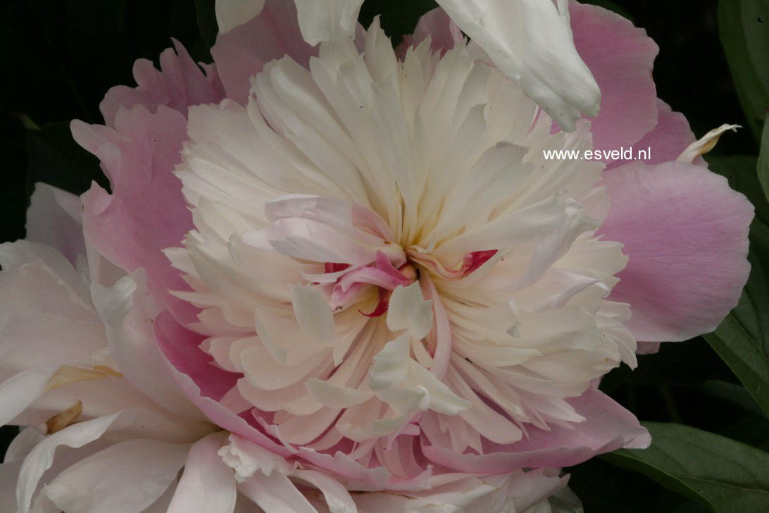 Paeonia 'Sorbet'