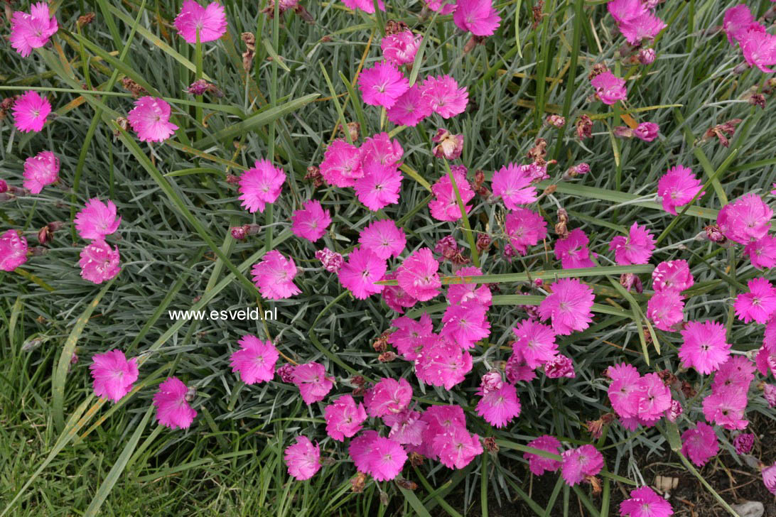 Dianthus gratianopolitanus 'Feuerhexe'