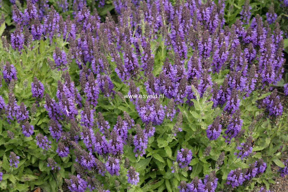 Salvia nemorosa 'Haeumanarc' (MARCUS)